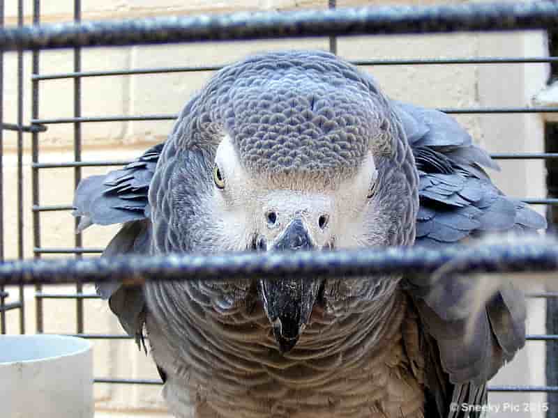 African Grey Parrot