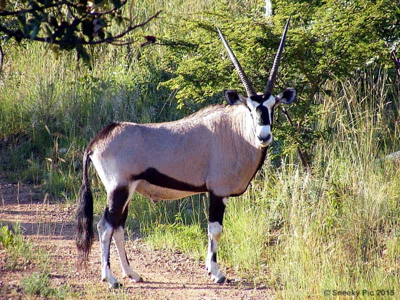 Oryx - Buck