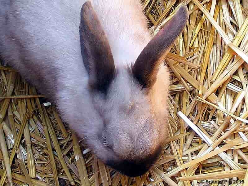 Rabbit / Bunny