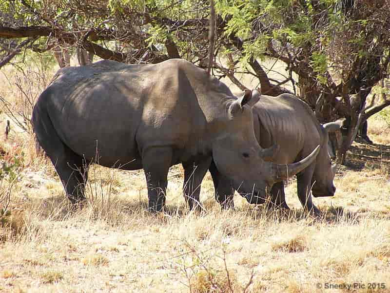 White Rhinoceros