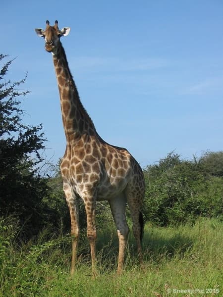 Giraffe