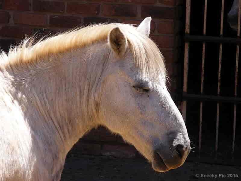 Horse Eye