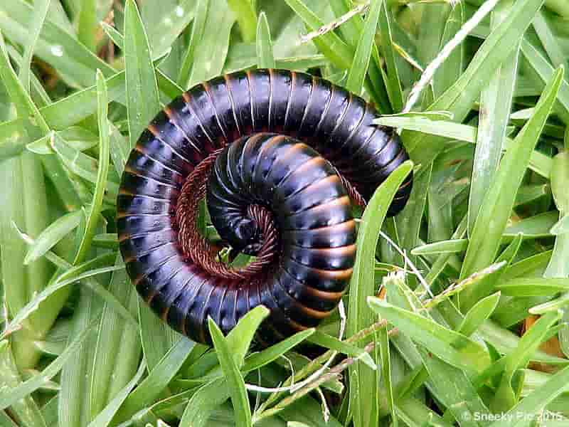 Millipede