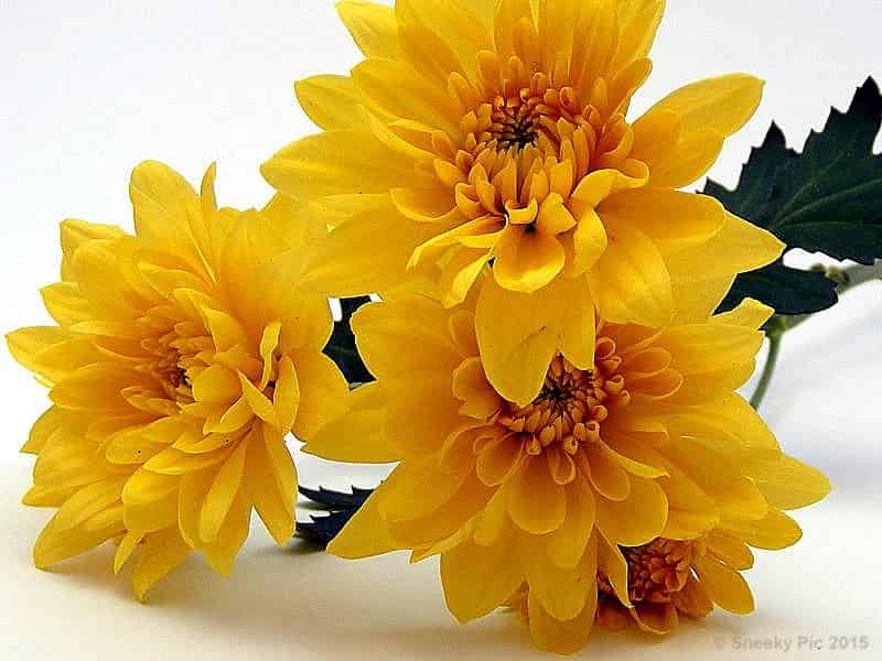 Chrysanthenum