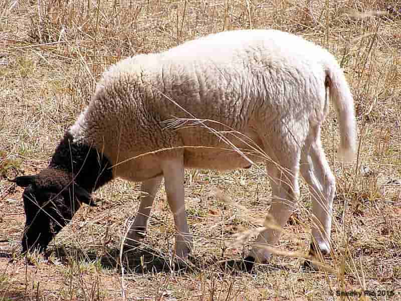 Sheep Wool
