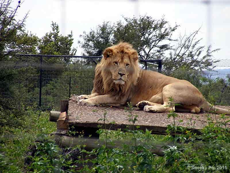 Lion