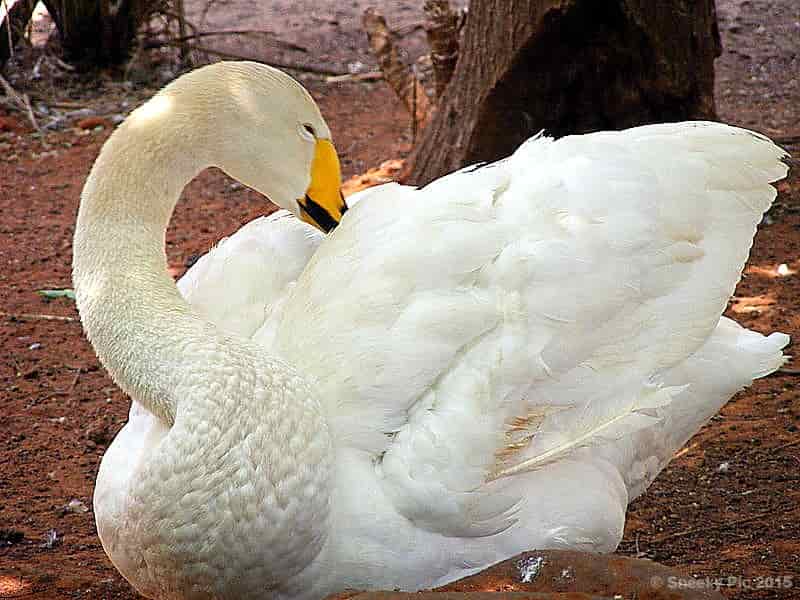 Swan