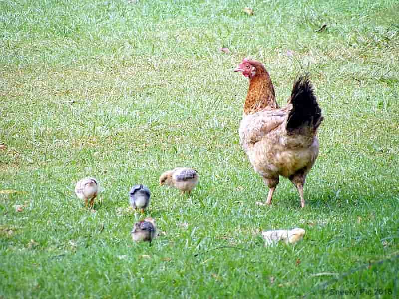 Hen & Chicks