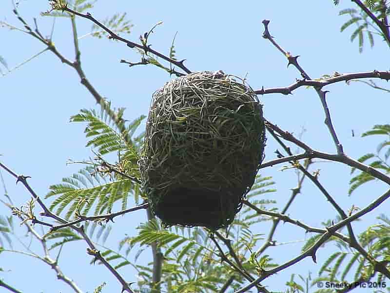 Weaver Birds Nest
