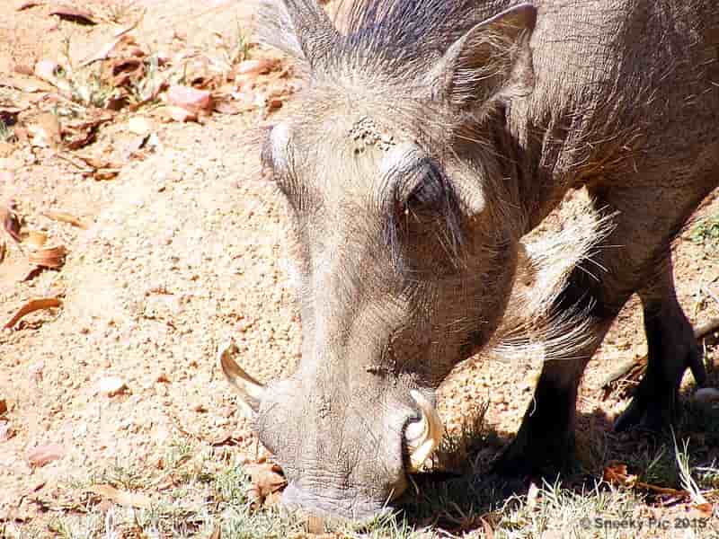 Warthog