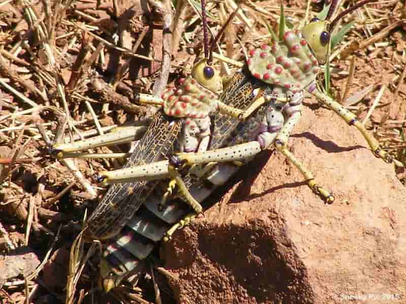Grasshopper