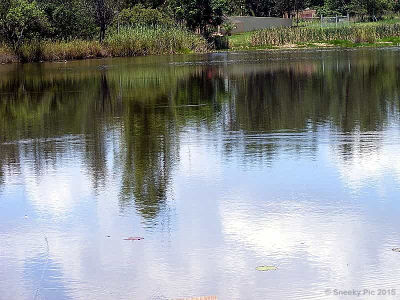 Water in Pond