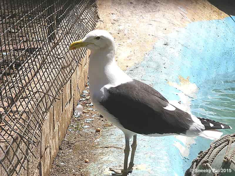 Seagull