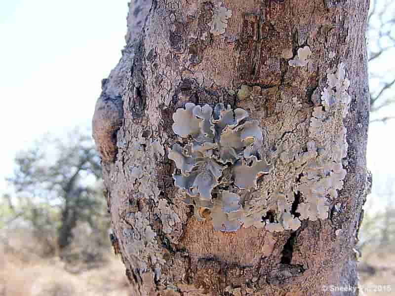 Tree Algae / Linchens