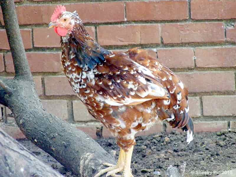 Chicken Leg