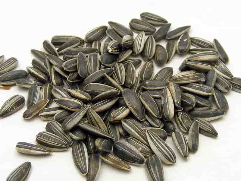 Sunflower Seeds