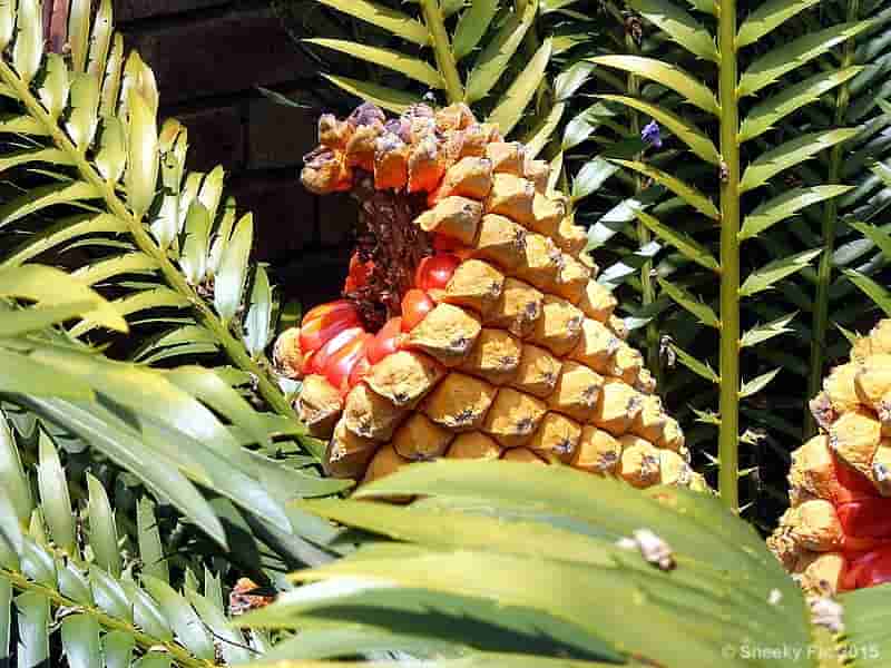 Cycad Seeds