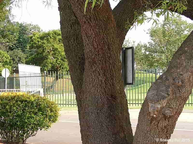 Tree Bark