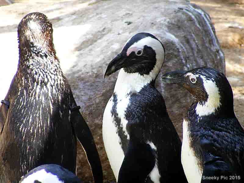 African Penguin