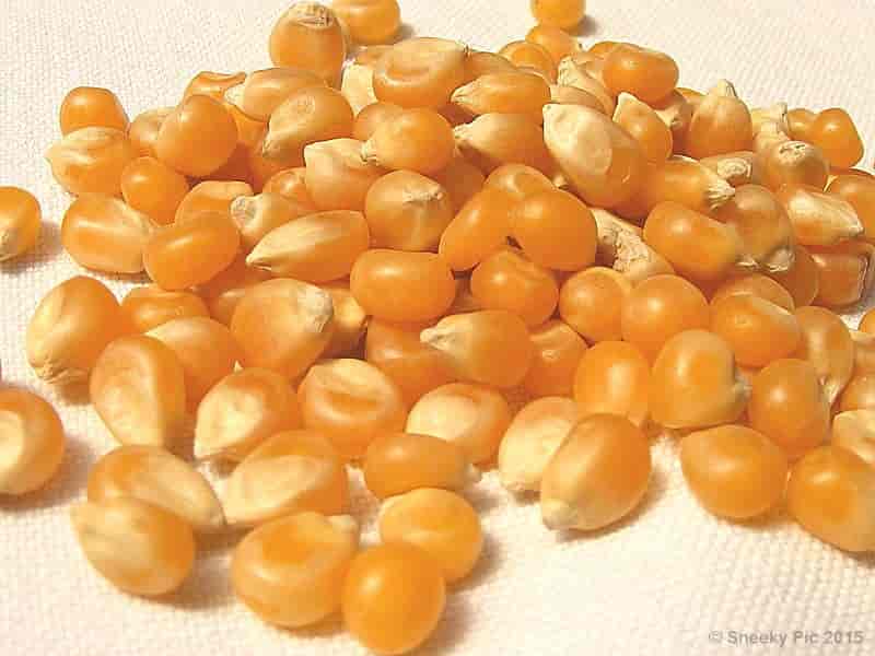 Popcorn Kernels