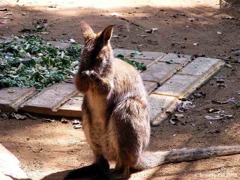 Kangeroo / Joey