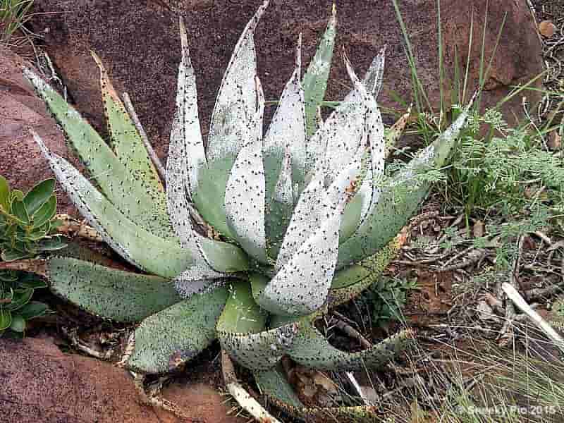 Aloe