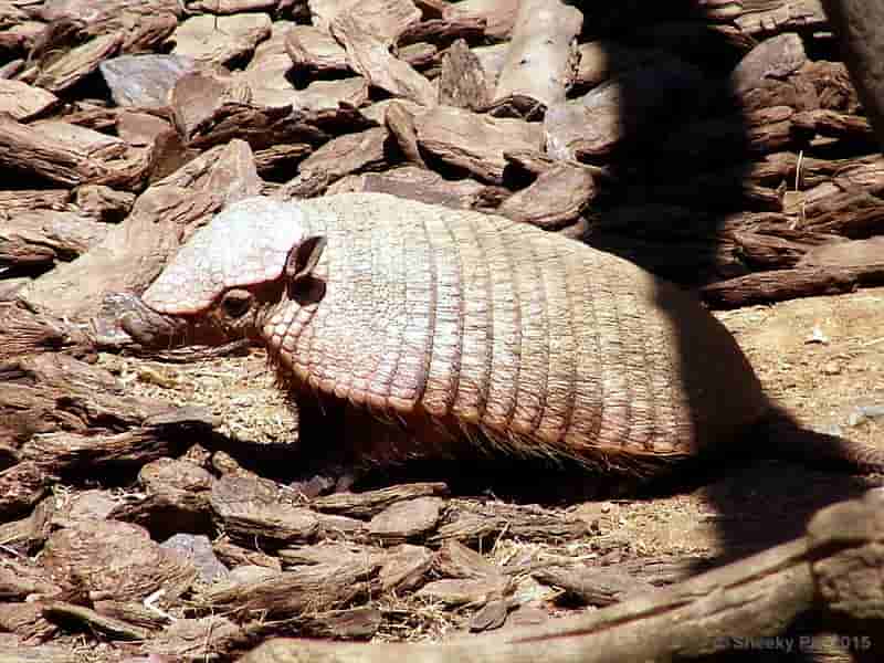 Armadillo