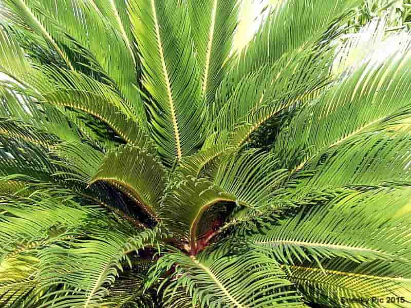 Cycad