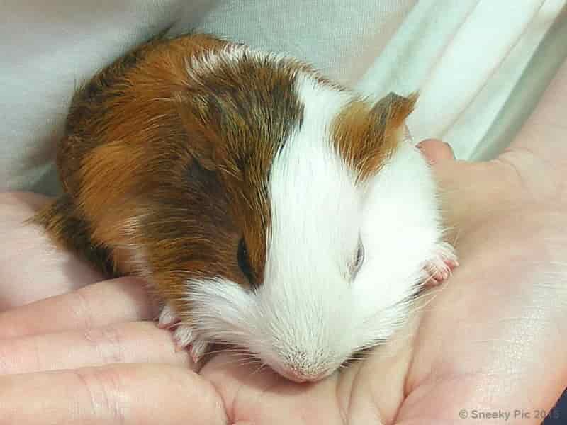 Guinea Pig