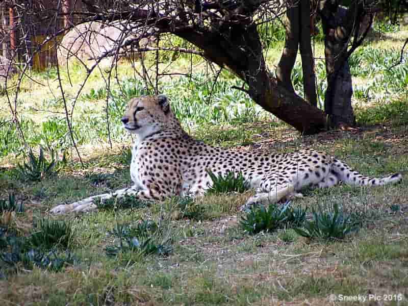Cheetah