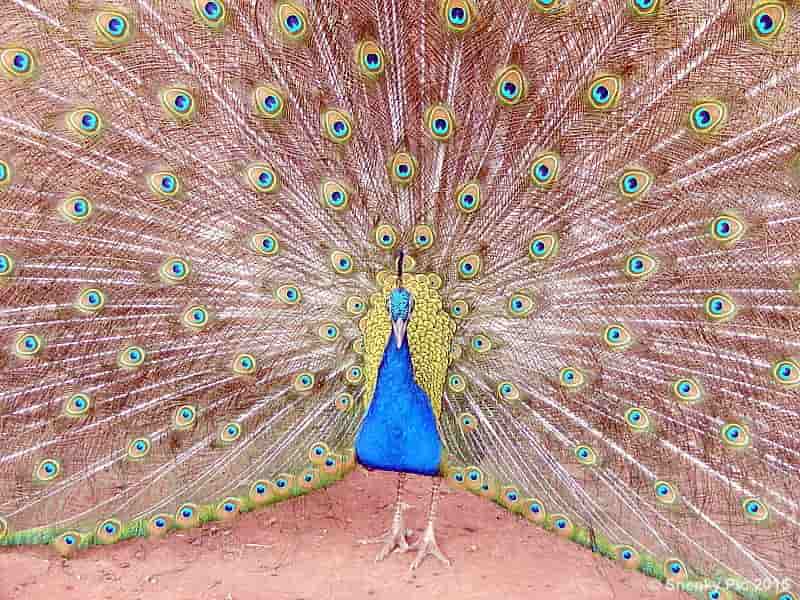 Peacock Feathers