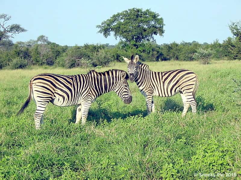 Zebra's