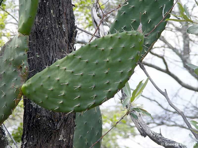 Cactus