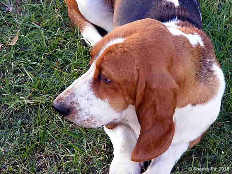 Basset Hound Face / Eye