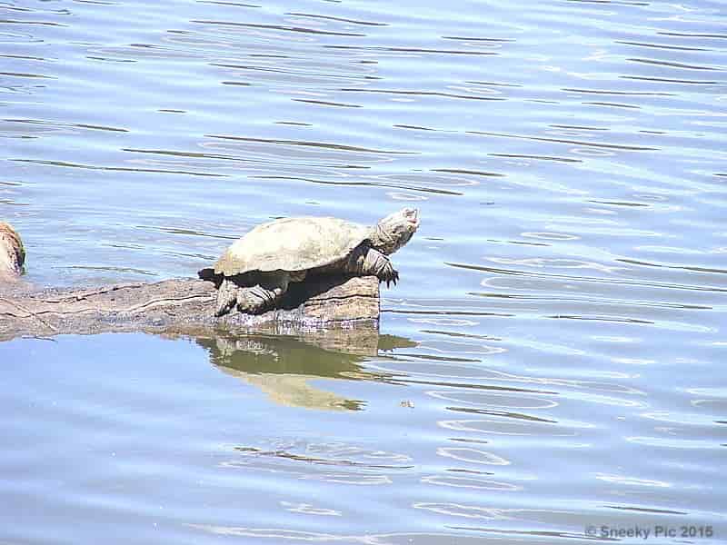 Turtle