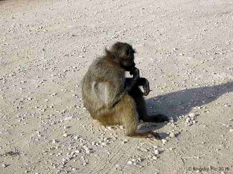 Baboon