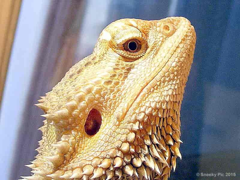 Bearded Dragon Face