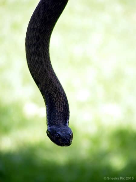 Rinkhals - Snake