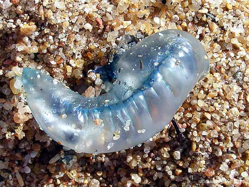 Blue Bottle Jellyfish