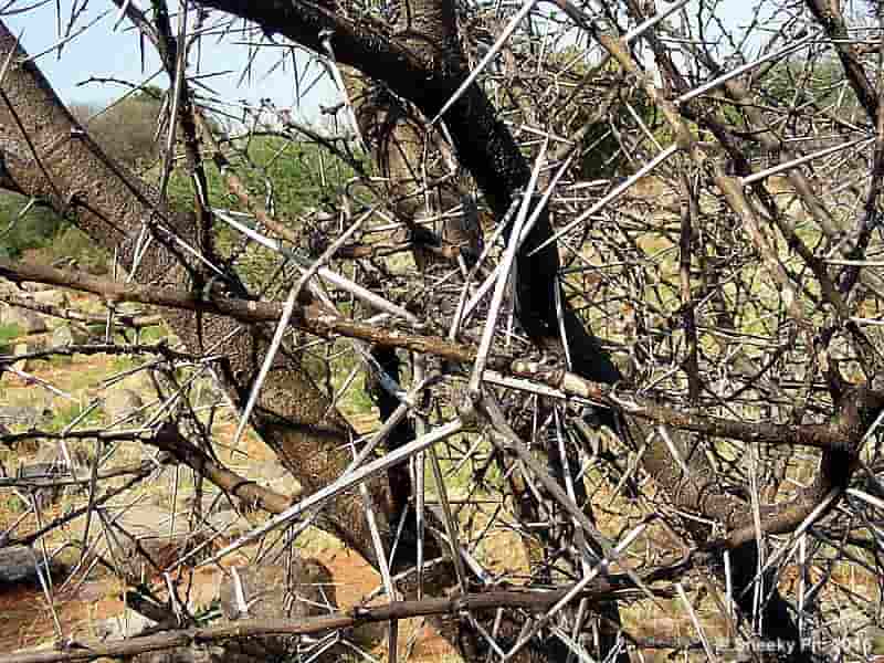Thorn Tree