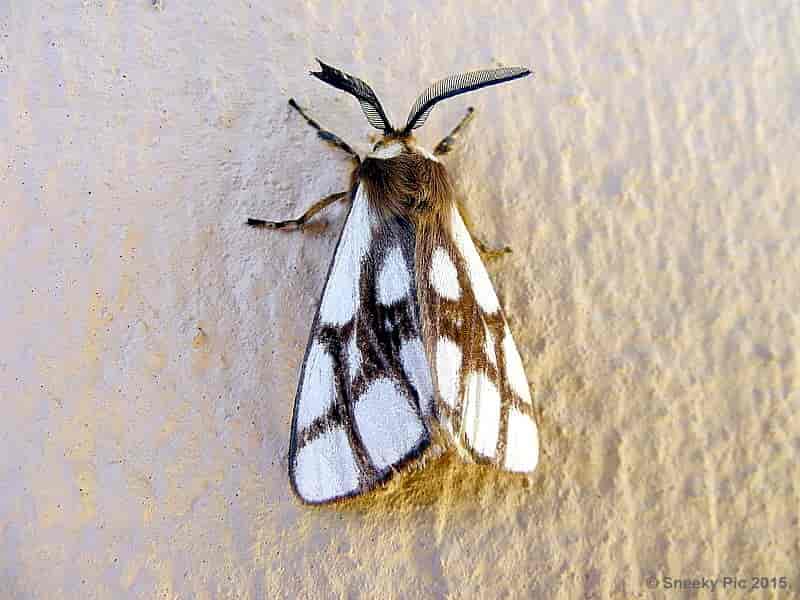 Moth