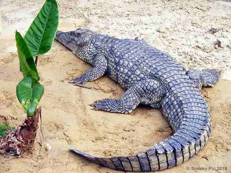 Crocodile