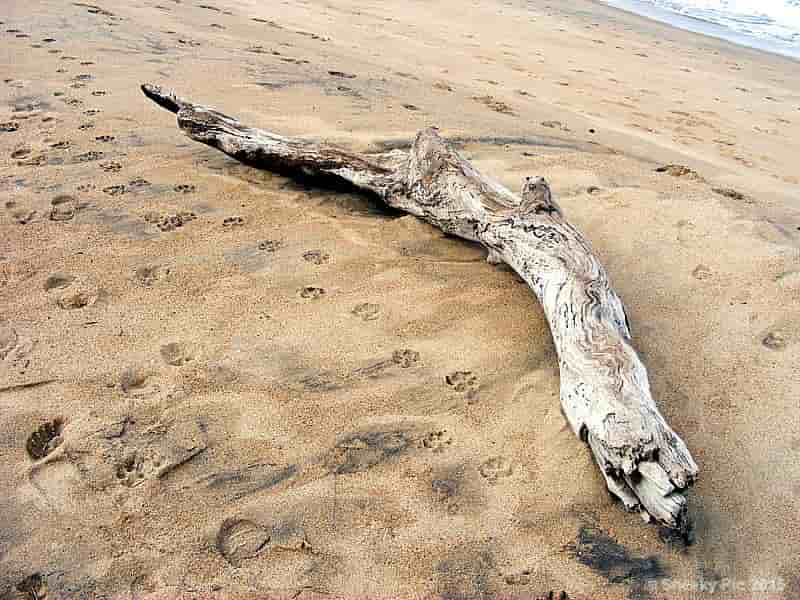 Driftwood