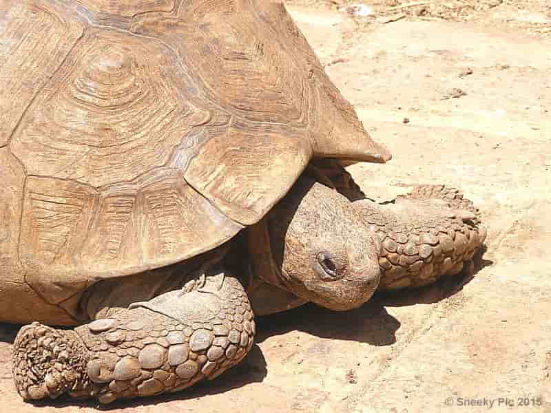Tortoise Leg