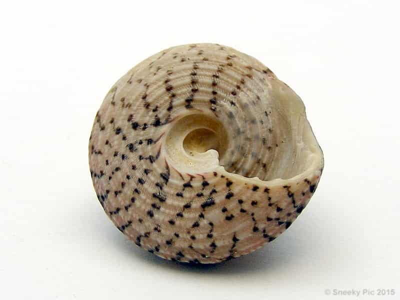 Sea Shell