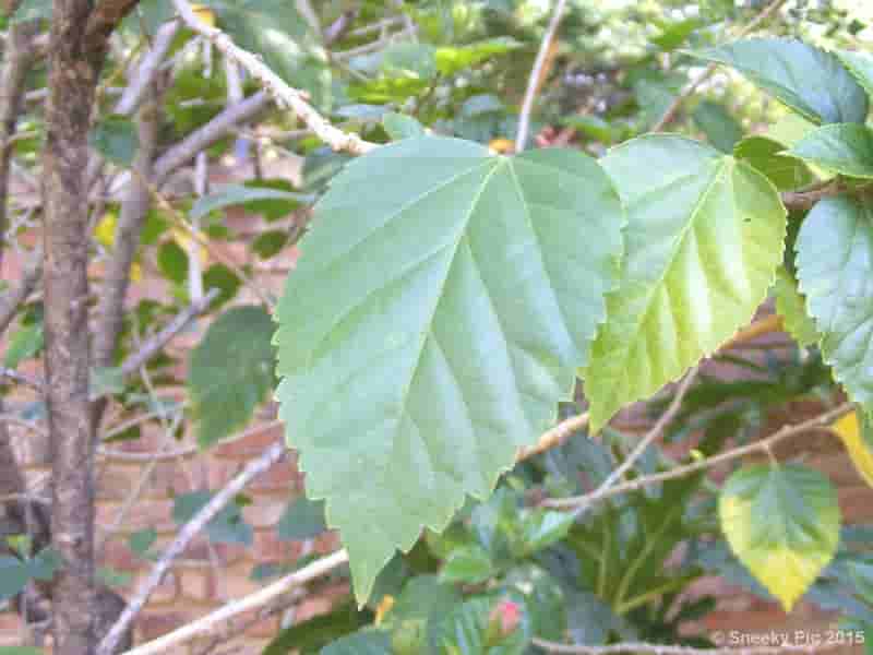 Leaf