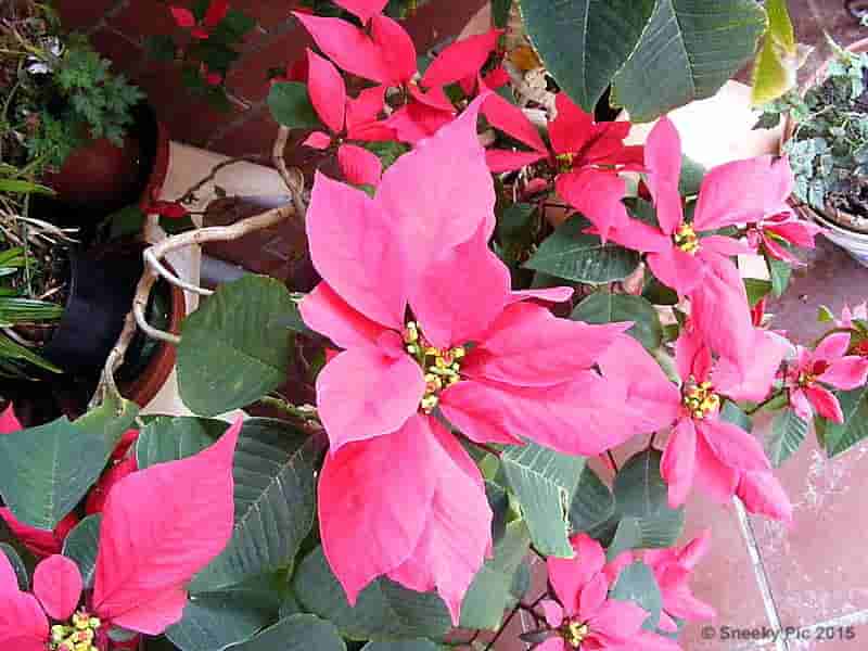 Pointsettia