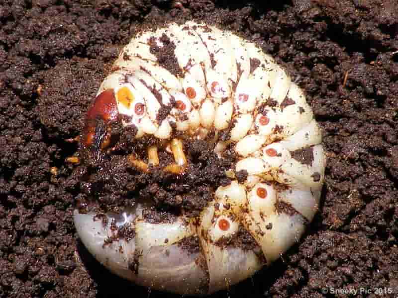 Worm Larvae