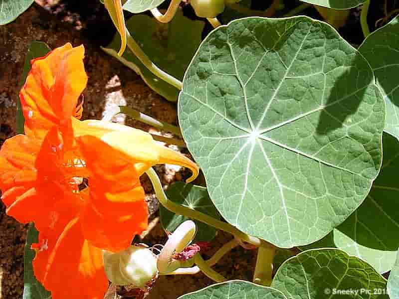 Nasturtiums