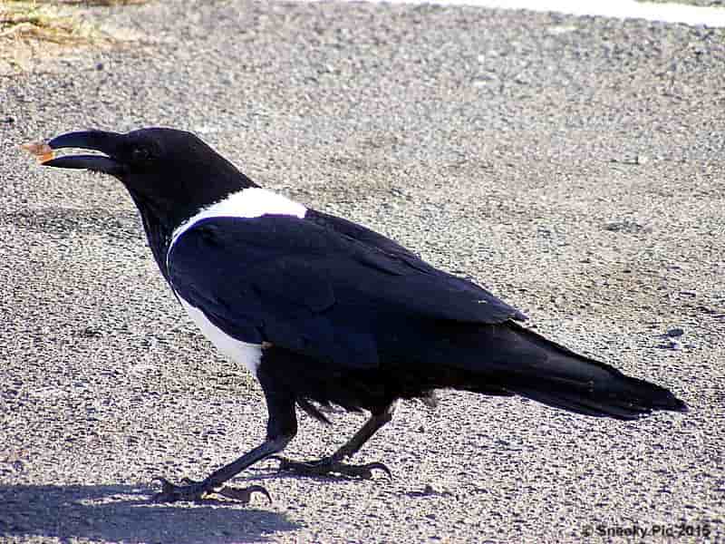 Crow